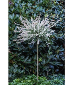 Harlekin-Weide 'Hakuro-Nishiki' -Biohort || LECHUZA Verkaufsgeschäft 7464969 PR MO 001 SalixIntegraHakuroNishiki