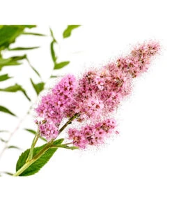 Kolbenspiere 'Triumphans' -Biohort || LECHUZA Verkaufsgeschäft 7483472 WE DE 001 SpiraeaTriumphansKolbenspiere5LDehnerExpressHerzig