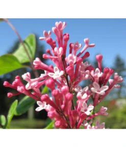 Zwerg-Duftflieder 'Tinkerbelle' -Biohort || LECHUZA Verkaufsgeschäft 7489156 BildD 001 ZwergDuftfliederTinkerbelleSyrTinkerbelle