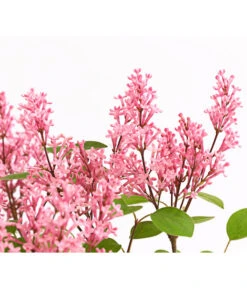 Zwerg-Duftflieder 'Tinkerbelle' -Biohort || LECHUZA Verkaufsgeschäft 7489156 WE DE 003 SyringaFliederTinkerbelle3LDehnerExpressHerzig