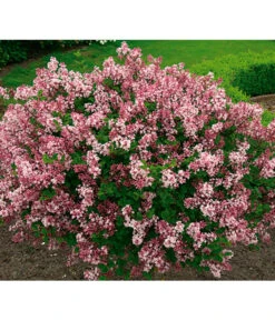 Chinesischer Zwerg-Flieder 'Palibin' -Biohort || LECHUZA Verkaufsgeschäft 7489792 BildFS 001 ChinesischerZwergFliederSyrMeyeriPalibin