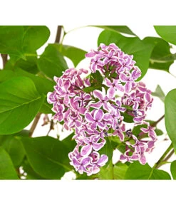 Edelflieder 'Sensation' -Biohort || LECHUZA Verkaufsgeschäft 7495070 WE DE 001 SyringaVulgarisSensationDehnerExpressHerzig