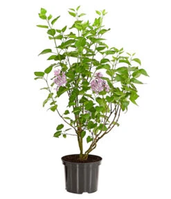 Edelflieder 'Sensation' -Biohort || LECHUZA Verkaufsgeschäft 7495070 WE FS 001 SyringaVulgarisSensationDehnerExpressHerzig