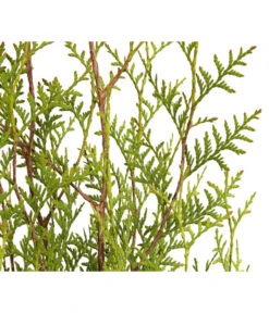 7 Meter Lebensbaum 'Brabant', 14 X Ca. 125-150 Cm -Biohort || LECHUZA Verkaufsgeschäft 7511009 WE DE 001 LebensbaumThujaOccidentalisBrabant3L 1