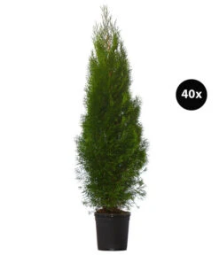 16 Meter Lebensbaum 'Smaragd', 40 X Ca. 125-150 Cm