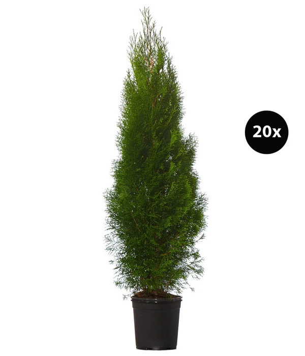 10 Meter Lebensbaum 'Smaragd', 20 X Ca. 125-150 Cm 3 10 Meter Lebensbaum 'Smaragd', 20 X Ca. 125-150 Cm