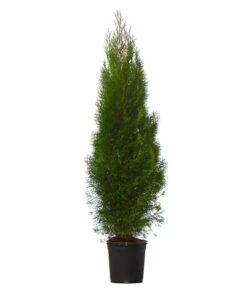 Titelseite 27 Titelseite -Biohort || LECHUZA Verkaufsgeschäft 7512585 WE FS 002 ThujaOccidentalisSmaragdLebensbaum8Meter