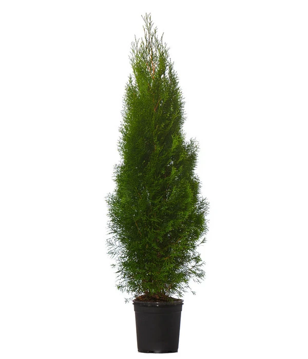 10 Meter Lebensbaum 'Smaragd', 20 X Ca. 125-150 Cm 4 10 Meter Lebensbaum 'Smaragd', 20 X Ca. 125-150 Cm – Bild 2