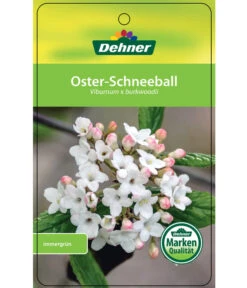 Wintergrüner Schneeball 'Burkwoodii' -Biohort || LECHUZA Verkaufsgeschäft 7533391 OsterSchneeball Etikett 1