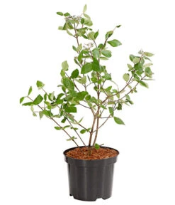 Wintergrüner Schneeball 'Burkwoodii' -Biohort || LECHUZA Verkaufsgeschäft 7533391 WE FS 001 ViburnumBurkwoodiiImmergruenerSchneeball5LDehnerExpressHerzig