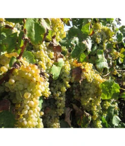 Dehner Gourmet Garten Tafeltraube 'Palatina' -Biohort || LECHUZA Verkaufsgeschäft 7540099 WE MO 001 GGWeinPalatinaPixabay