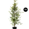 7,5 Meter Rotbuche, 15 X Ca. 175-200 Cm -Biohort || LECHUZA Verkaufsgeschäft 7548316 WE FS 003 RotbucheFagusSylvatica15x