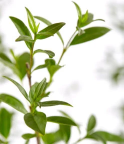 10 Meter Gemeiner Liguster, 30 X Ca. 100-150 Cm -Biohort || LECHUZA Verkaufsgeschäft 7548373 7548373 7548399 7548407 7548415 7548423 WE DE 001 GemeinerLiguster 1