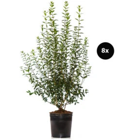 4 Meter Gemeiner Liguster, 8 X Ca. 150-175 Cm