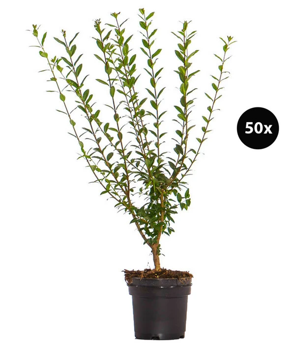 12,5 Meter Wintergrüner Liguster 'Atrovirens', 50 X Ca. 60-100 Cm 3 12,5 Meter Wintergrüner Liguster 'Atrovirens', 50 X Ca. 60-100 Cm