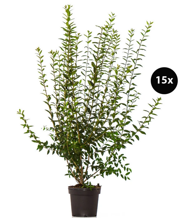 5 Meter Wintergrüner Liguster 'Atrovirens', 15 X Ca. 100-150 Cm 3 5 Meter Wintergrüner Liguster 'Atrovirens', 15 X Ca. 100-150 Cm