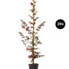 6 Meter Blutbuche 'Purpurea', 20 X Ca. 150-175 Cm -Biohort || LECHUZA Verkaufsgeschäft 7548589 WE FS 002 BlutbuchePurpurea20x