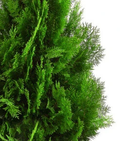 XXL Lebensbaum 'Pyramidalis Aurea', Ca. 125-150 Cm -Biohort || LECHUZA Verkaufsgeschäft 7550759 WE DE 001 ThujaPyramidalisXXL