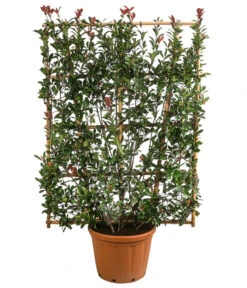 Purpur-Glanzmispel 'Robusta Compacta', Ca. 190-200 Cm