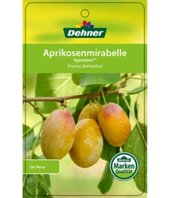 Dehner Aprikosenmirabelle 'Aprimira' -Biohort || LECHUZA Verkaufsgeschäft 7600851 AprikosenmirabelleAprimira Etikett 1
