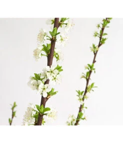 Dehner Aprikosenmirabelle 'Aprimira' -Biohort || LECHUZA Verkaufsgeschäft 7600869 WE DE 001 AprikoseMirabelleAprimiraDehnerExpressHerzig