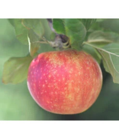 Herbstapfel 'Alkmene'