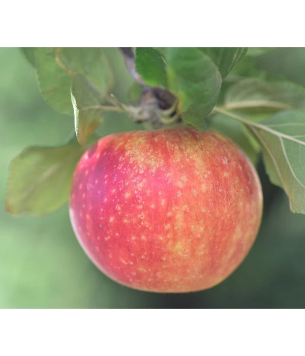 Herbstapfel 'Alkmene' 3 Herbstapfel 'Alkmene'