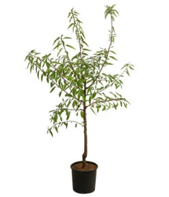 Mandelbaum -Biohort || LECHUZA Verkaufsgeschäft 7603889 WE FS 001 PrunusMandel