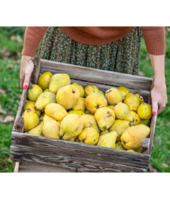 Birnenquitte -Biohort || LECHUZA Verkaufsgeschäft 7604978 WE MO 001 Quittenkorb