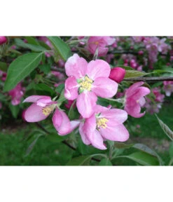 Rotfleischiger Apfel 'Baya Marisa' -Biohort || LECHUZA Verkaufsgeschäft 7610488 PR DE 001 MalusApfelRotfleischigBluetePixabay