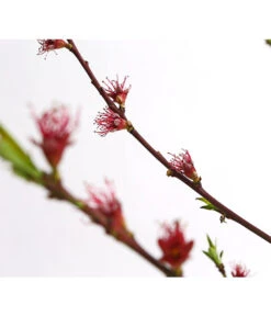 Dehner Pfirsich 'Benedicte' -Biohort || LECHUZA Verkaufsgeschäft 7611155 WE DE 001 PfirsichBenedicteDehnerExpressHerzig