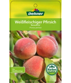 Dehner Pfirsich 'Benedicte' -Biohort || LECHUZA Verkaufsgeschäft 7611155 WeissfleischigerPfirsichBenedicte Etikett 1