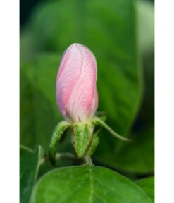 Birnenquitte -Biohort || LECHUZA Verkaufsgeschäft 7612286 WE DE 002 CydoniaOblongaQuitteLucknerMai2015