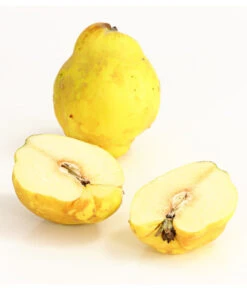 Birnenquitte -Biohort || LECHUZA Verkaufsgeschäft 7612286 WE DE 003 BirnenquittePortugiesischeCydoniaOblonaDehnerExpressHerzig