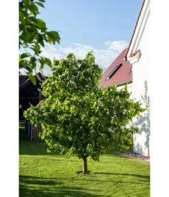 Birnenquitte -Biohort || LECHUZA Verkaufsgeschäft 7612286 WE MO 003 CydoniaOblongaQuitteLucknerMai2015