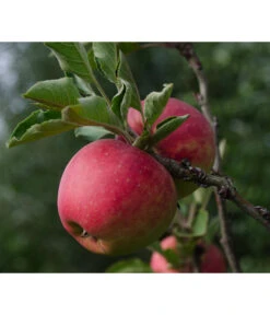 Bio Herbstapfel 'Topaz'