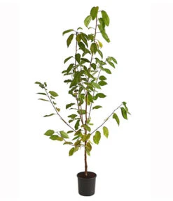 Süßkirsche 'Burlat' -Biohort || LECHUZA Verkaufsgeschäft 7620180 PR FS 001 SuesskirscheBurlatBusch95LiterDehnerExpressHerzig