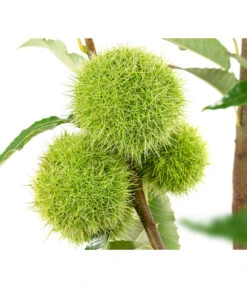 Esskastanie 'Bouche Rouge' -Biohort || LECHUZA Verkaufsgeschäft 7621964 WE DE 002 CastaneaSativaBocheRougeEsskastanie