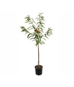 Esskastanie 'Bouche De Betizac' -Biohort || LECHUZA Verkaufsgeschäft 7621998 PR FS 001 CastaneaSativaBetizacEsskastanieDehnerExpressHerzig