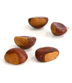 Esskastanie 'Bouche De Betizac' -Biohort || LECHUZA Verkaufsgeschäft 7621998 WE DE 003 EsskastanieMaroneCastaneaSativaDehnerExpressHerzig