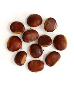 Esskastanie 'Bouche De Betizac' -Biohort || LECHUZA Verkaufsgeschäft 7621998 WE FS 003 EsskastanieMaroneCastaneaSativaDehnerExpressHerzig