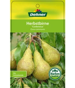 Herbstbirne 'Conference' -Biohort || LECHUZA Verkaufsgeschäft 7625908 HerbstbirneConference Etikett 1