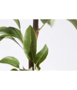 Herbstbirne 'Conference' -Biohort || LECHUZA Verkaufsgeschäft 7625908 PR DE 001 BirneConferencePyrusBusch95LiterDehnerExpressZS