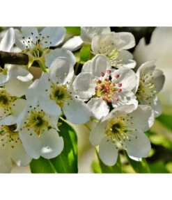 Herbstbirne 'Conference' -Biohort || LECHUZA Verkaufsgeschäft 7625908 PR DE 003 PyrusBirneConferenceBluetePixabay