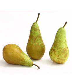 Herbstbirne 'Conference' -Biohort || LECHUZA Verkaufsgeschäft 7625908 WE DE 005 BirneConferenceDehnerExpressHerzig