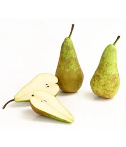 Herbstbirne 'Conference' -Biohort || LECHUZA Verkaufsgeschäft 7625908 WE DE 006 BirneConferenceDehnerExpressHerzig