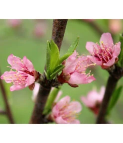 Nektarine 'Crimson Gold' -Biohort || LECHUZA Verkaufsgeschäft 7626005 PR DE 002 PrunusNektarineCrimsonGoldBluetePixabay