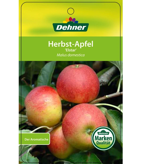 Herbstapfel 'Elstar' 7 Herbstapfel 'Elstar' – Bild 5