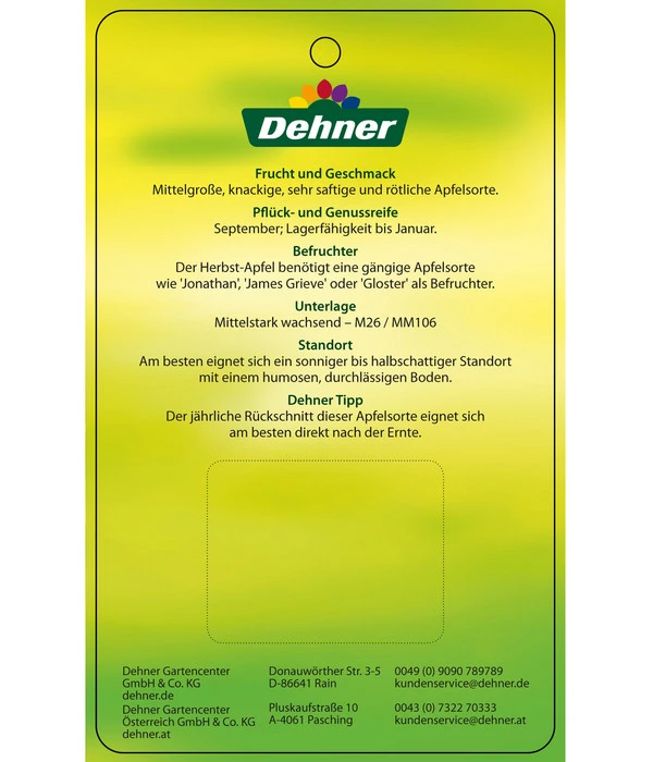 Herbstapfel 'Elstar' 8 Herbstapfel 'Elstar' – Bild 6