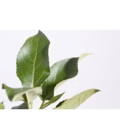 Herbstapfel 'Elstar' 10 Herbstapfel 'Elstar' -Biohort || LECHUZA Verkaufsgeschäft 7639164 PR DE 001 ApfelElstarMalusBusch95LiterDehnerExpressZS